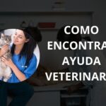 como encontrar ayuda veterinaria en estados unidos