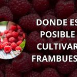 ᐈ Donde se puede Cultivar Frambuesa ➡️ USA [ 2024 ]