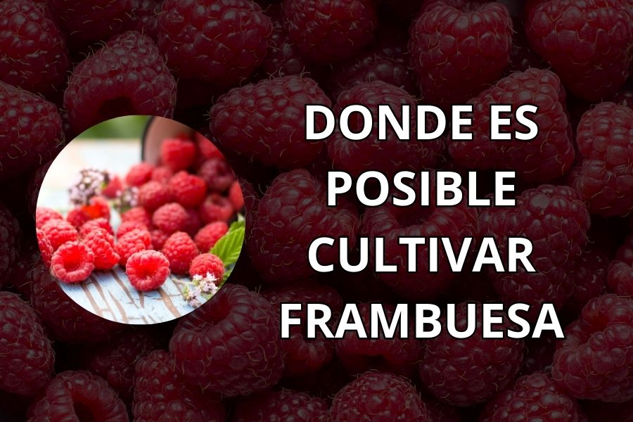 como y donde cultivar frambuesas